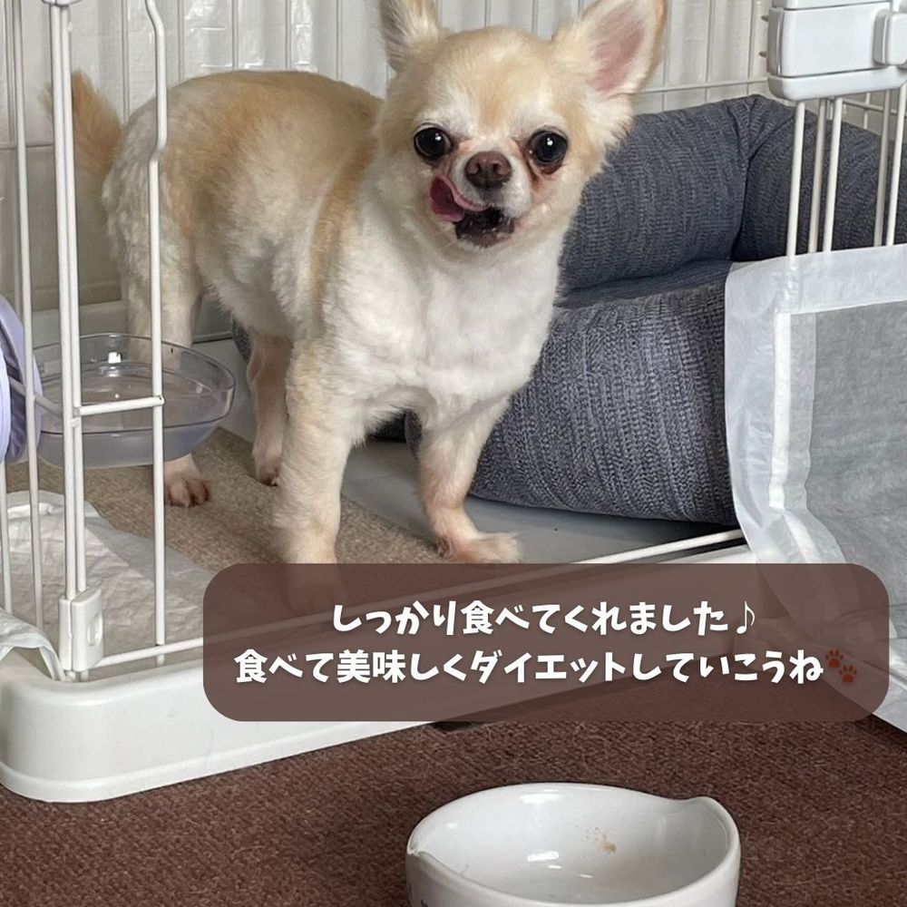ワンちゃんも人間も快適に。静音ケージライフ | くらシェア