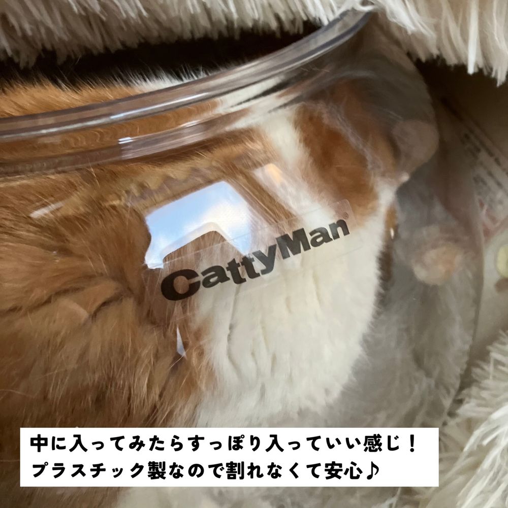 金魚に餌やり？！じゃなくて猫ちゃんの金魚鉢 | くらシェア