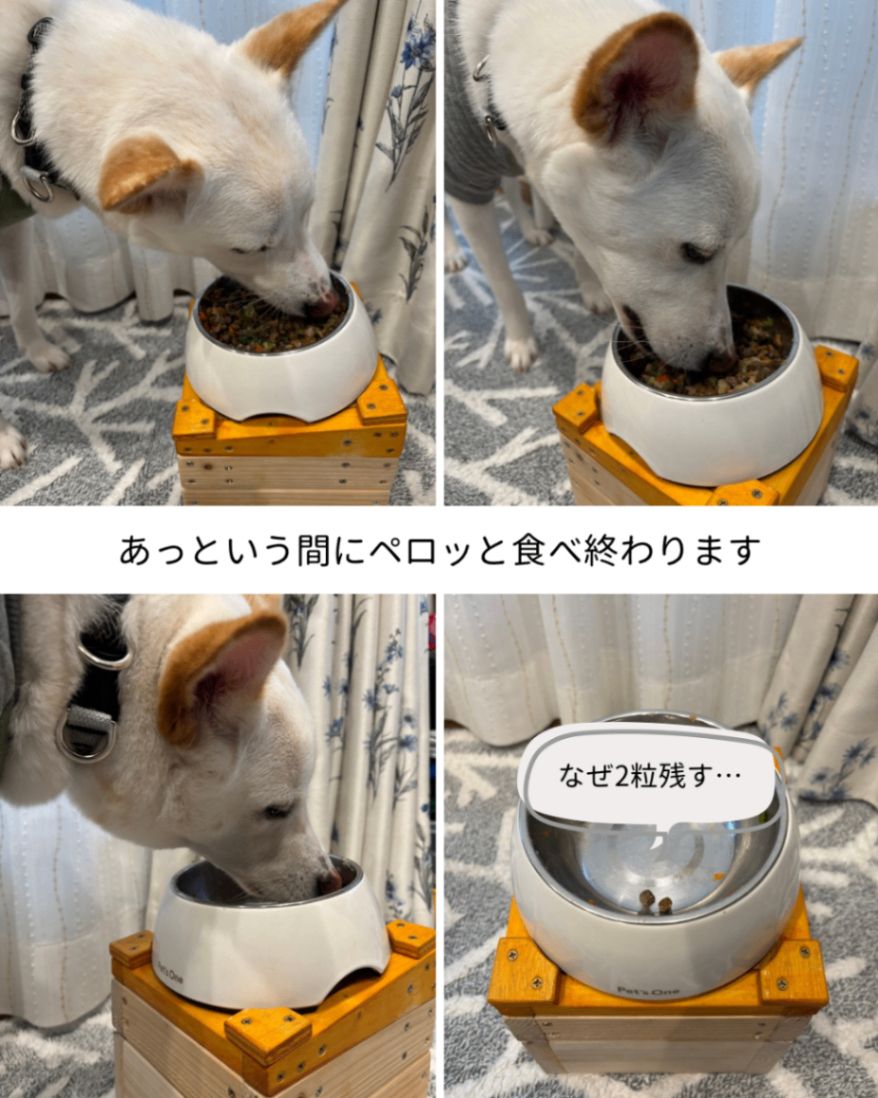 ワンちゃんも人間も快適に。静音ケージライフ | くらシェア