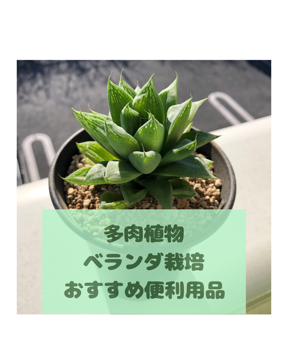 ちゃーこ様　多肉植物棚　TB-2T10A ちゃーこ様 多肉植物棚 TB-2T10A （花芽が賑やかになってきた